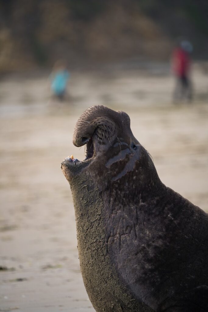 a seal on the beach with its mouth open