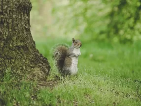 brown squirrel