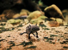 a small lizard walking across a dirt field