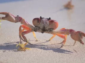 orange crab on focus photography